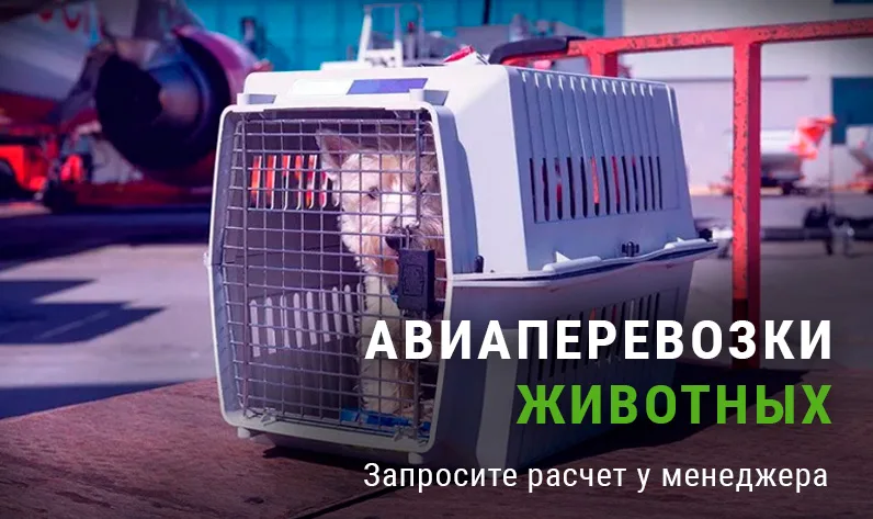 перевозка животных самолетом